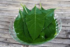 Bitter Leaf