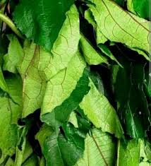 Ugwu Leaves
