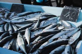 Mackerel
