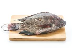 Tilapia