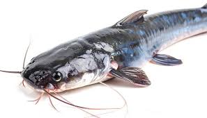 Catfish