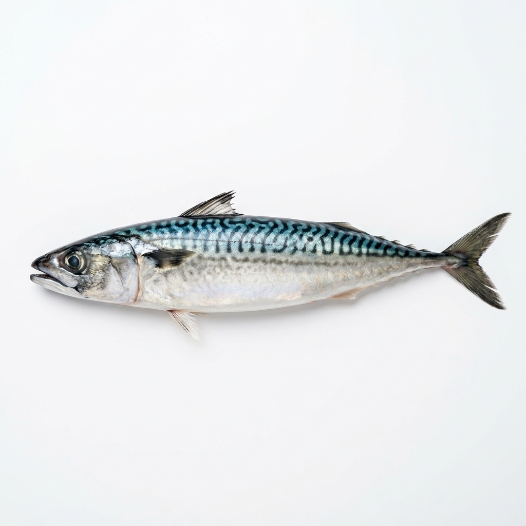 Mackerel